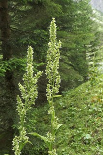 White false helleborne