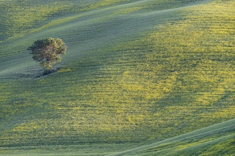 Mulberry