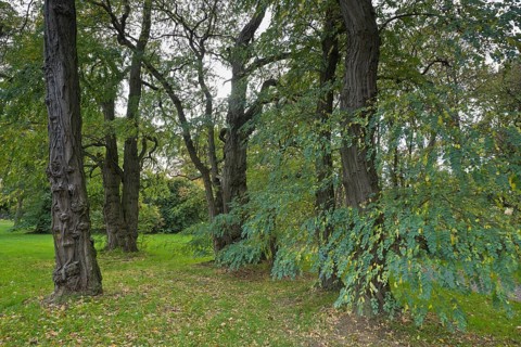 Robinia