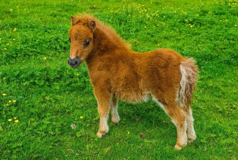 Baby Shetland ponies