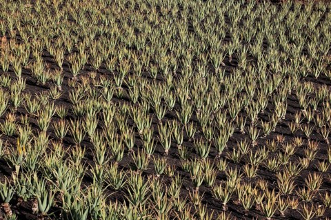 Aloe Vera Plantation at Orzola