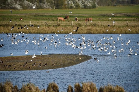 Young black-headed gulls