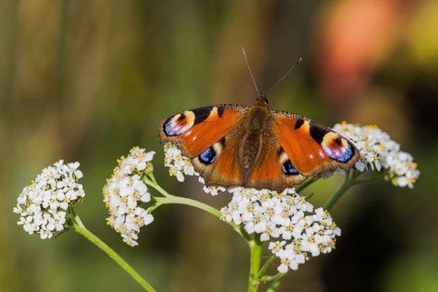 European peacock