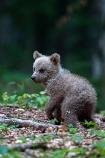 European brown bear