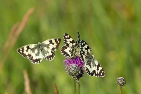 Marbled white three butterflies sitting on red flower and flying seeing differently