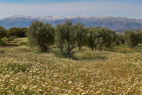 Aptera