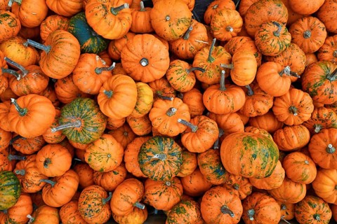 Many small orange 'Jack Be Little' pumpkins
