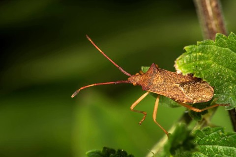 Marginal bug