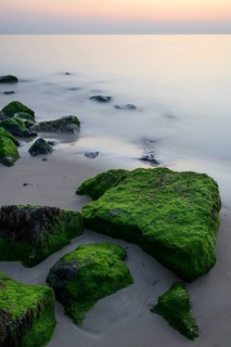 Stones covered with algae in the surf