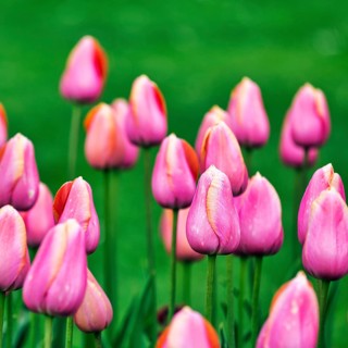 Pink tulips