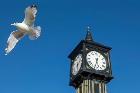 Seagull