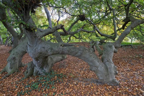 Suentelbuche