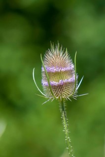 Wild cardoon
