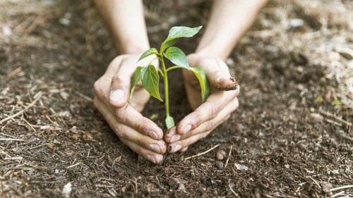 Crop hands saving sprout