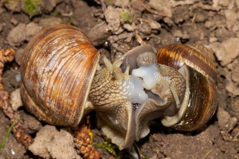 Roman snail two animals looking at each other during mating on the ground