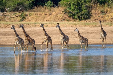 Rhodesian giraffe