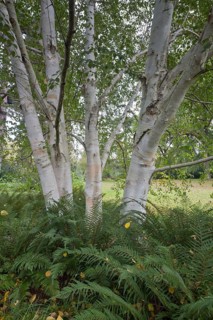 Himalayan birch