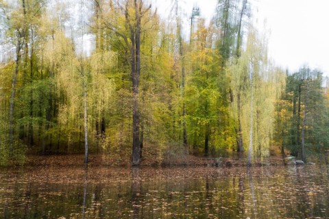 Autumnal coloured trees at a pond