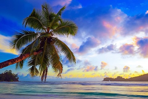 Overhanging coconut palm at sunset in the beautiful bay of Baie Lazare