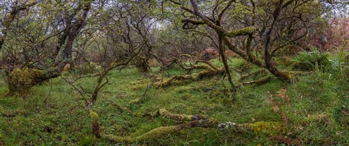 Forest with ferns in autumn