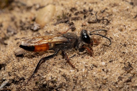 Grasshopper sand wasp seen on sandy soil on the right