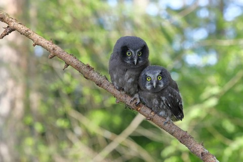 Tengmalm's Owl