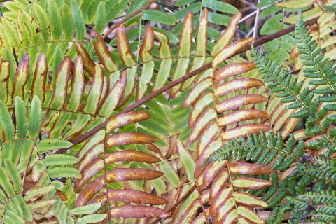 Royal fern
