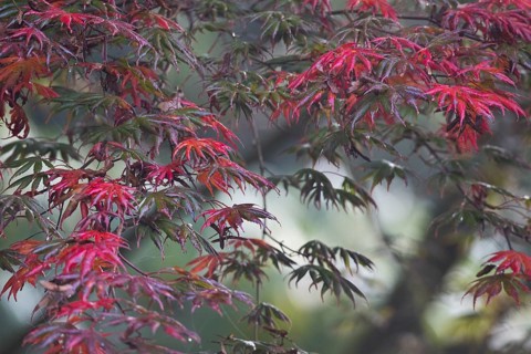 Japanese fan maple