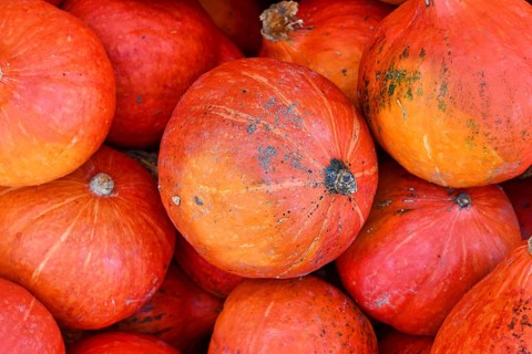 Bright red Kuri Hokkaido squashes in pile