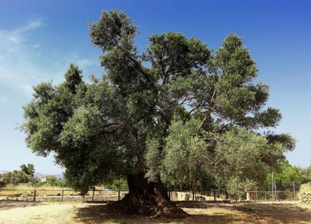 Single olive tree