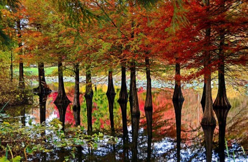 Bald cypress