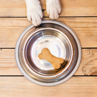 Dog food bowl with bone