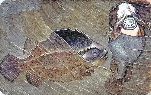 Lumpsucker