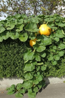 Pumpkins