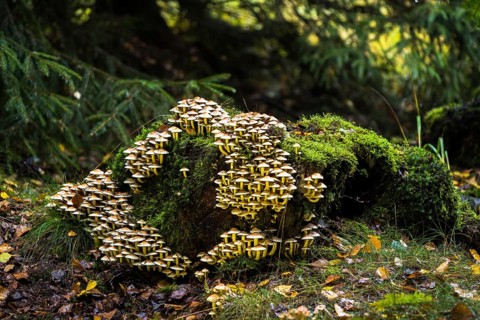 Sulphur tufts