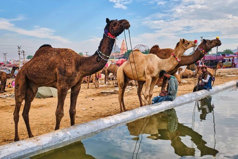 Pushkar