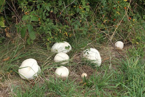 Giant puffball