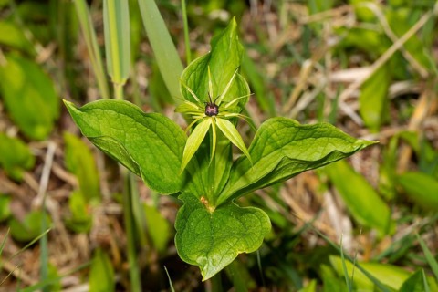 Four-leaved dewberry Inflorescence with green leaves and black ovary