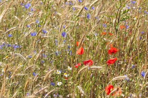 Field of blue and red wild herbs between cereal stalks