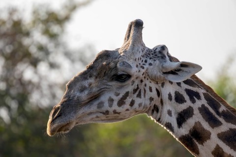 Rhodesian giraffe