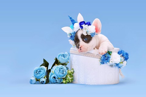 French Bulldog dog puppy with unicorn headband with horn peeking out of box with flowers on blue background
