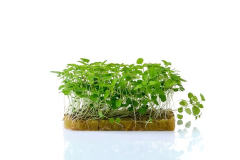 Fresh microgreens. Sprouts of