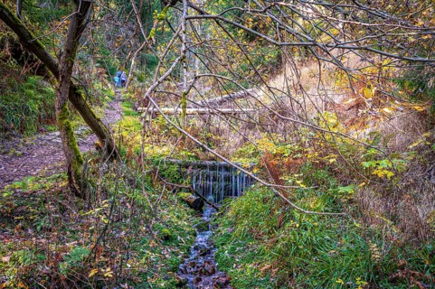 A small stream in the Schoenjungferngrund in the Ore Mountains