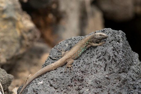 Atlantic lizard