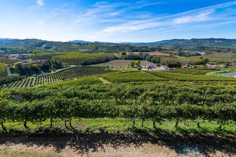 Wineyards around Castle of Grinzane Cavour