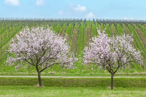 Almond blossom