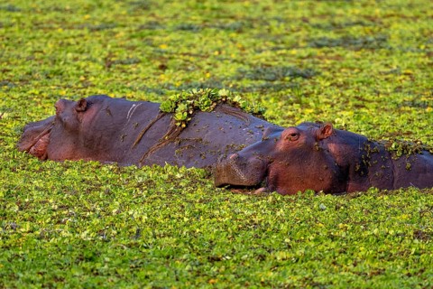 Hippos