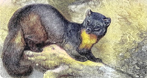 Pine marten
