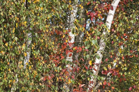 Warty birch