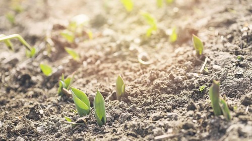 Young plants soil. Resolution and high quality beautiful photo